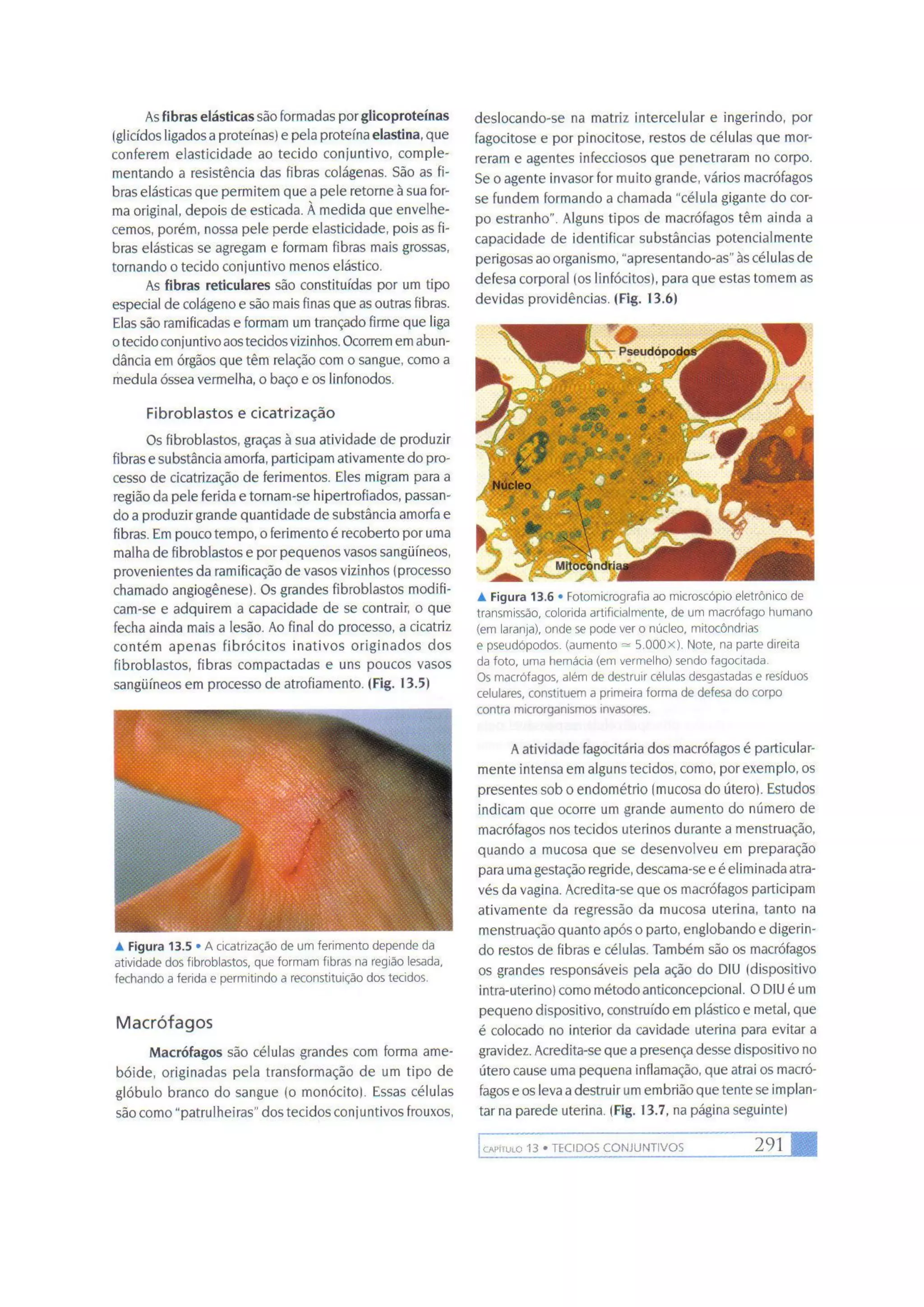 Biologia das células volume 1 (amabis e martho)