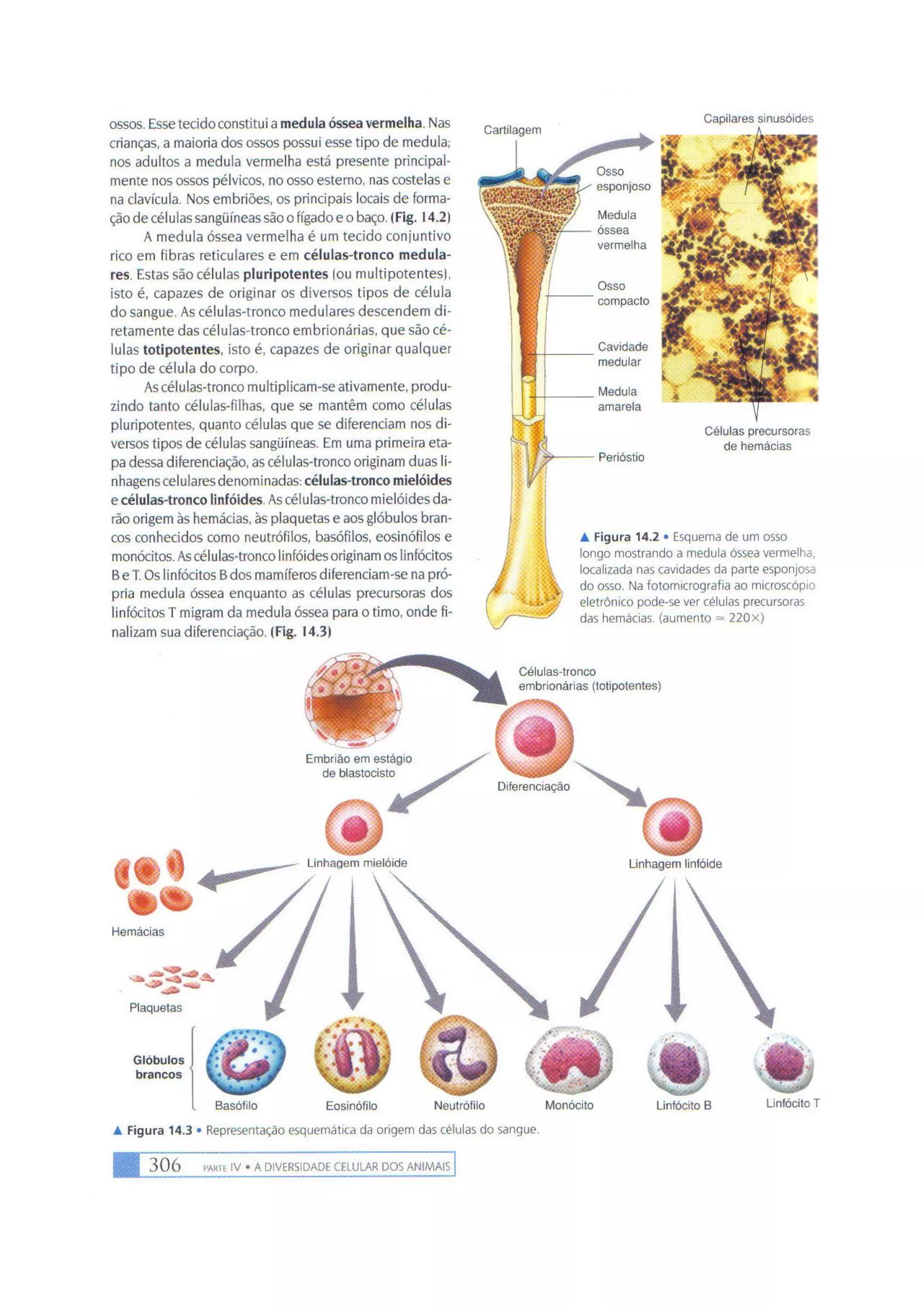 Biologia das células volume 1 (amabis e martho)