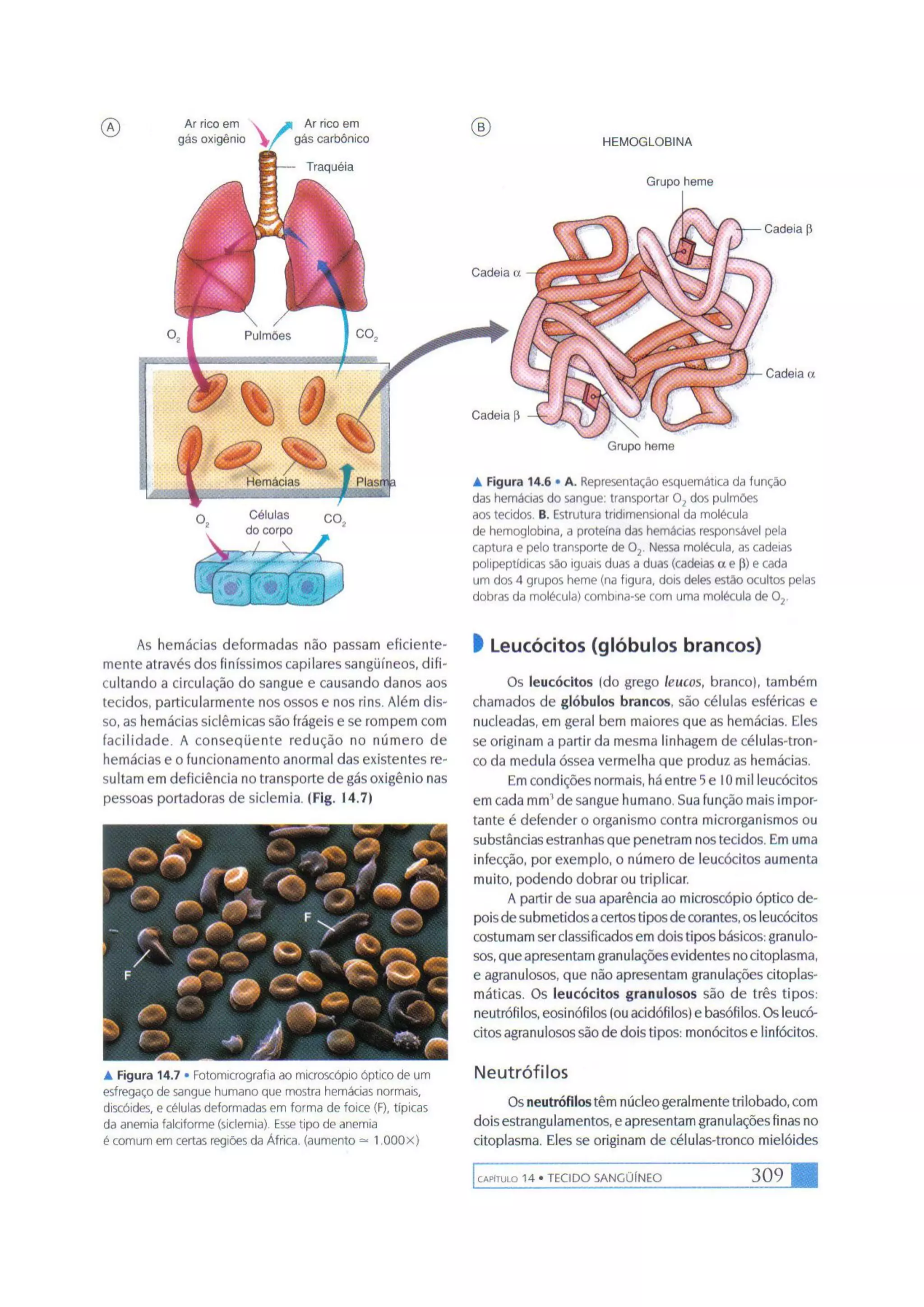 Biologia das células volume 1 (amabis e martho)
