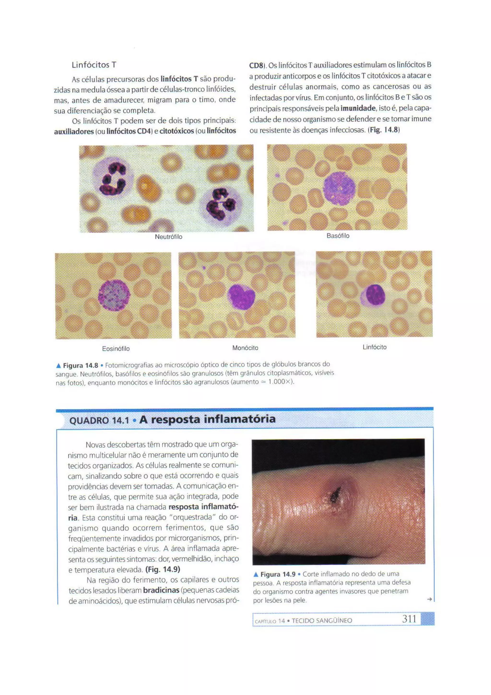 Biologia das células volume 1 (amabis e martho)