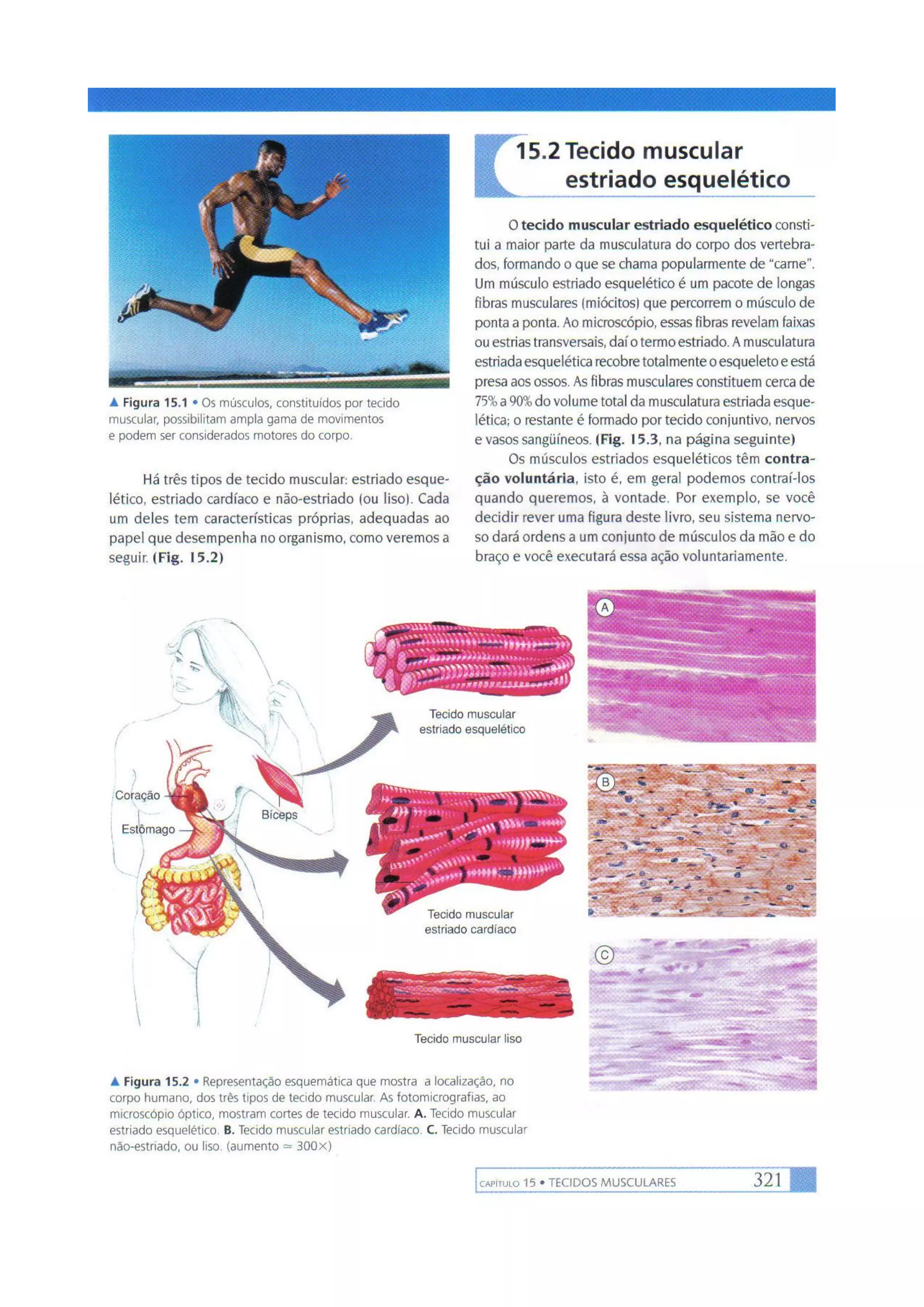 Biologia das células volume 1 (amabis e martho)