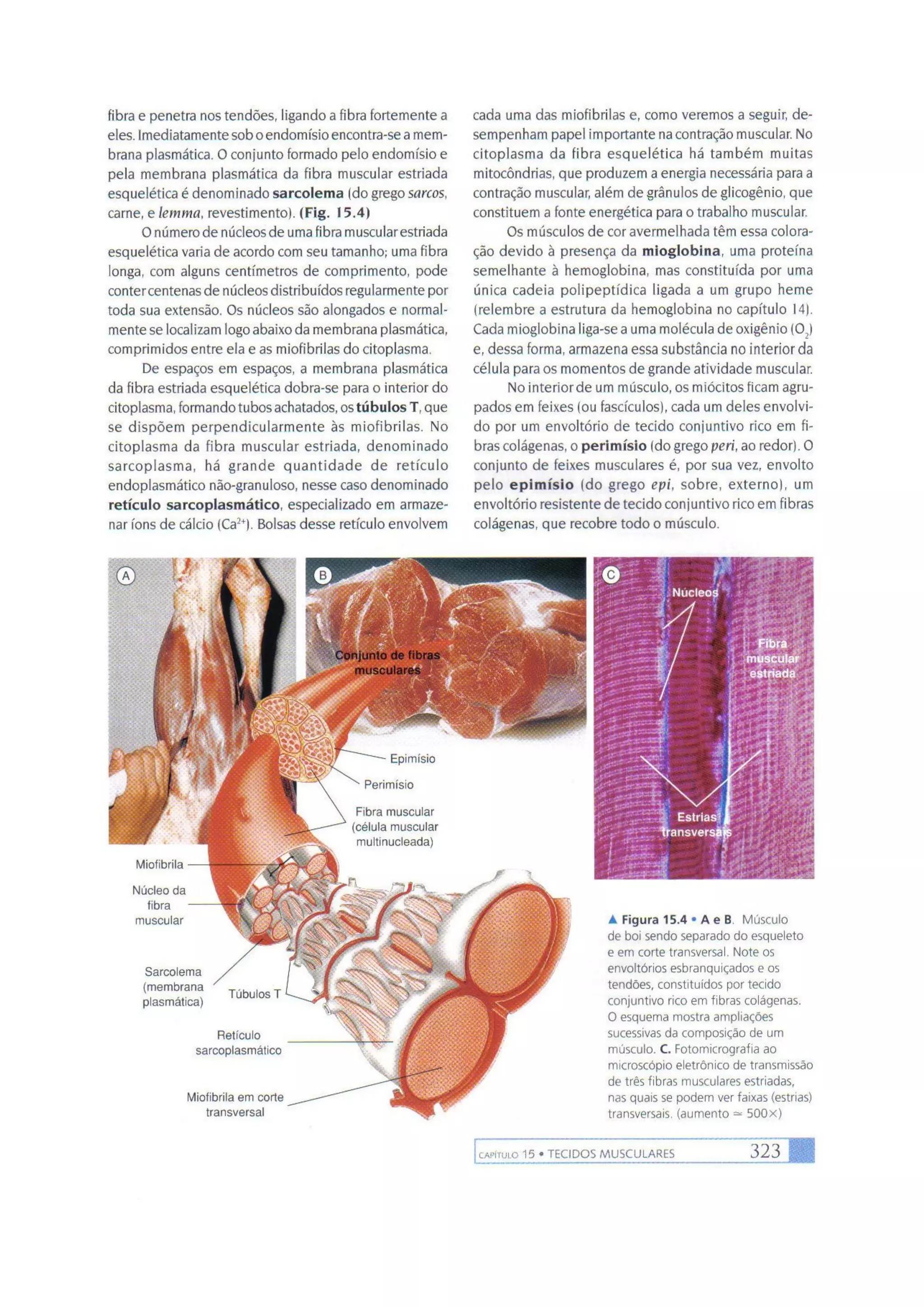 Biologia das células volume 1 (amabis e martho)