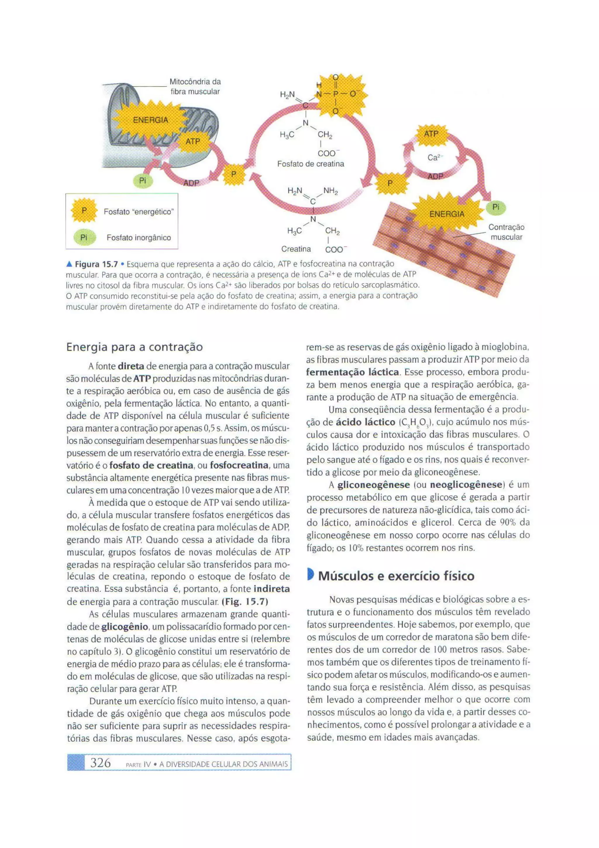 Biologia das células volume 1 (amabis e martho)