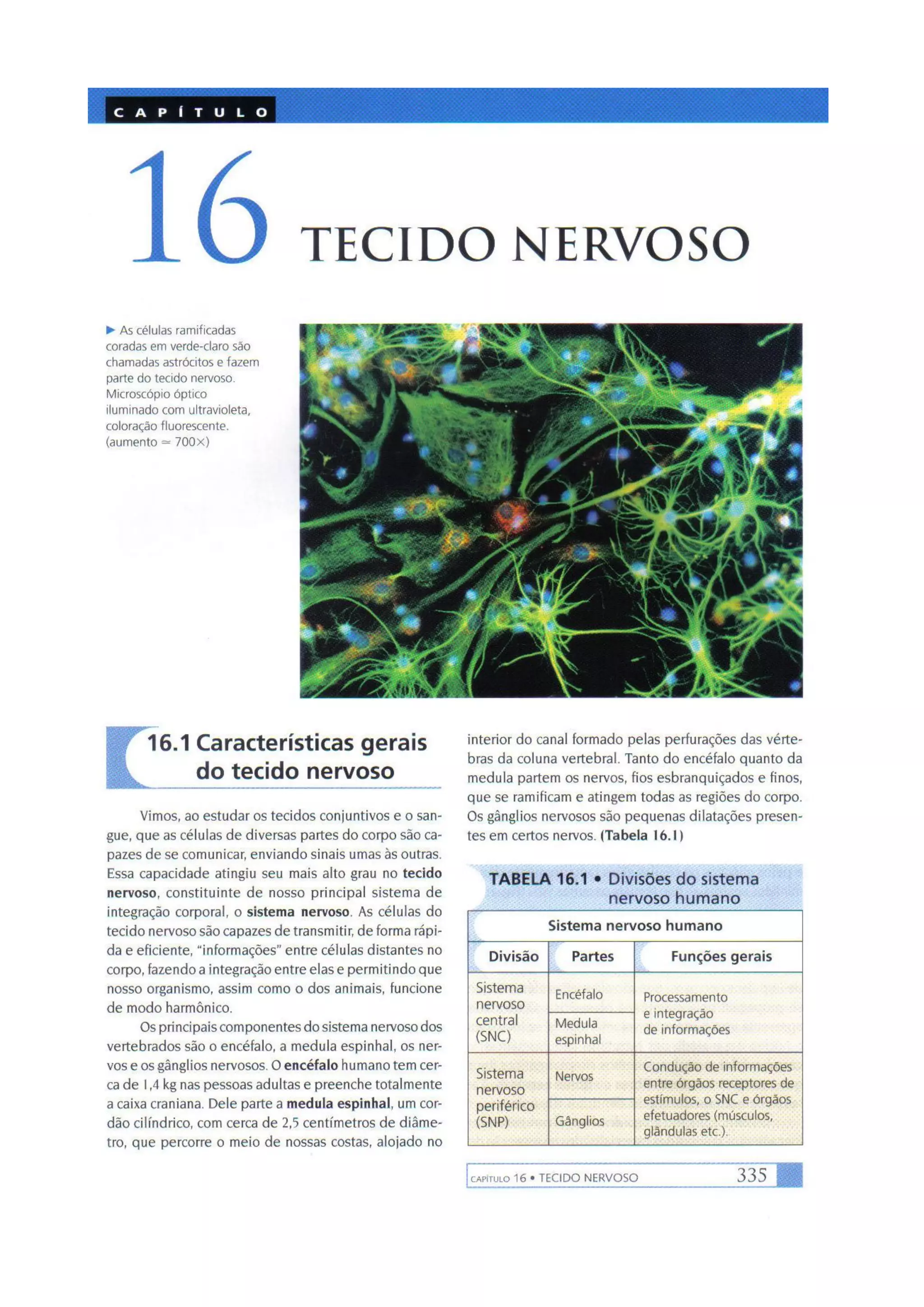 Biologia das células volume 1 (amabis e martho)