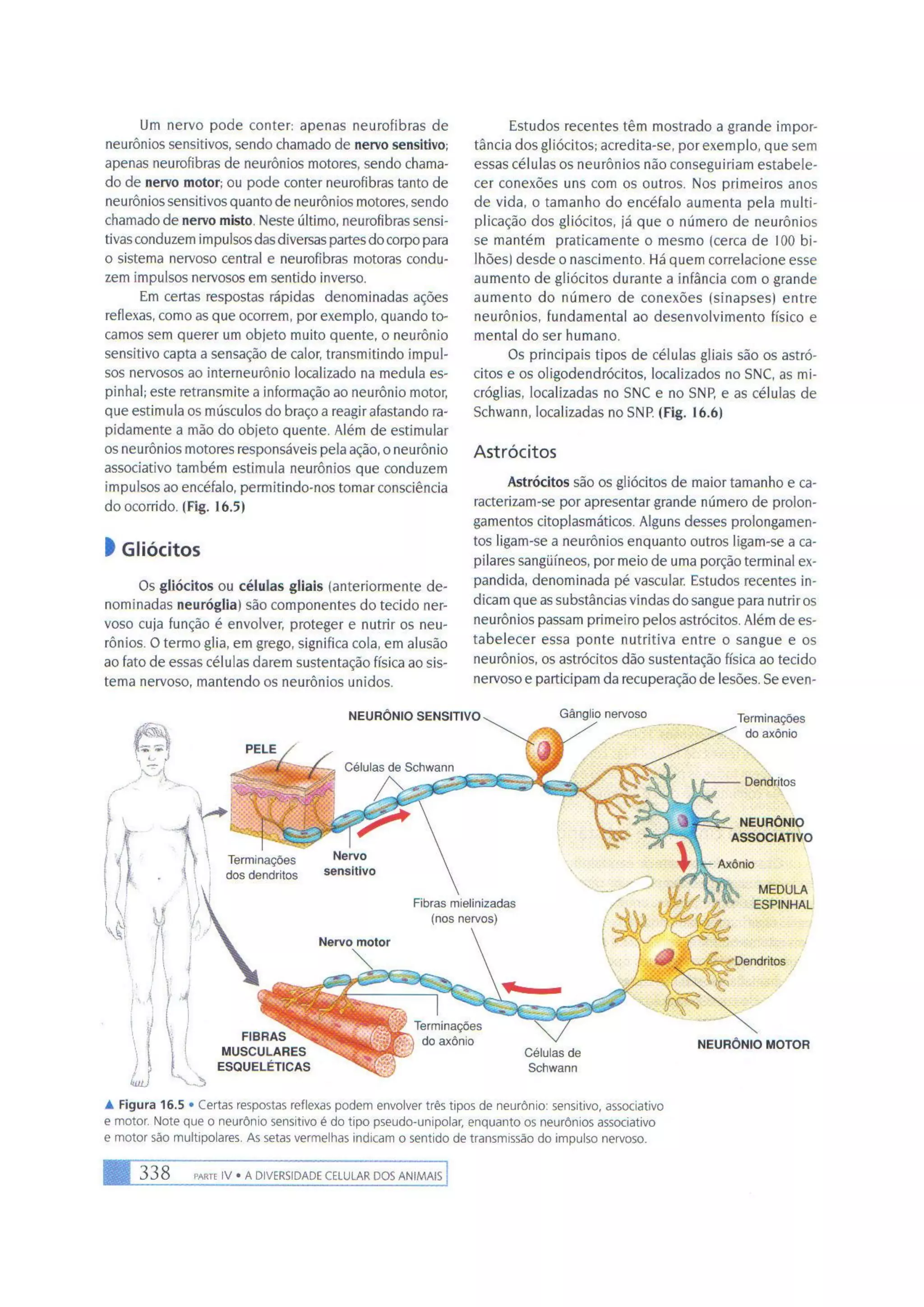 Biologia das células volume 1 (amabis e martho)