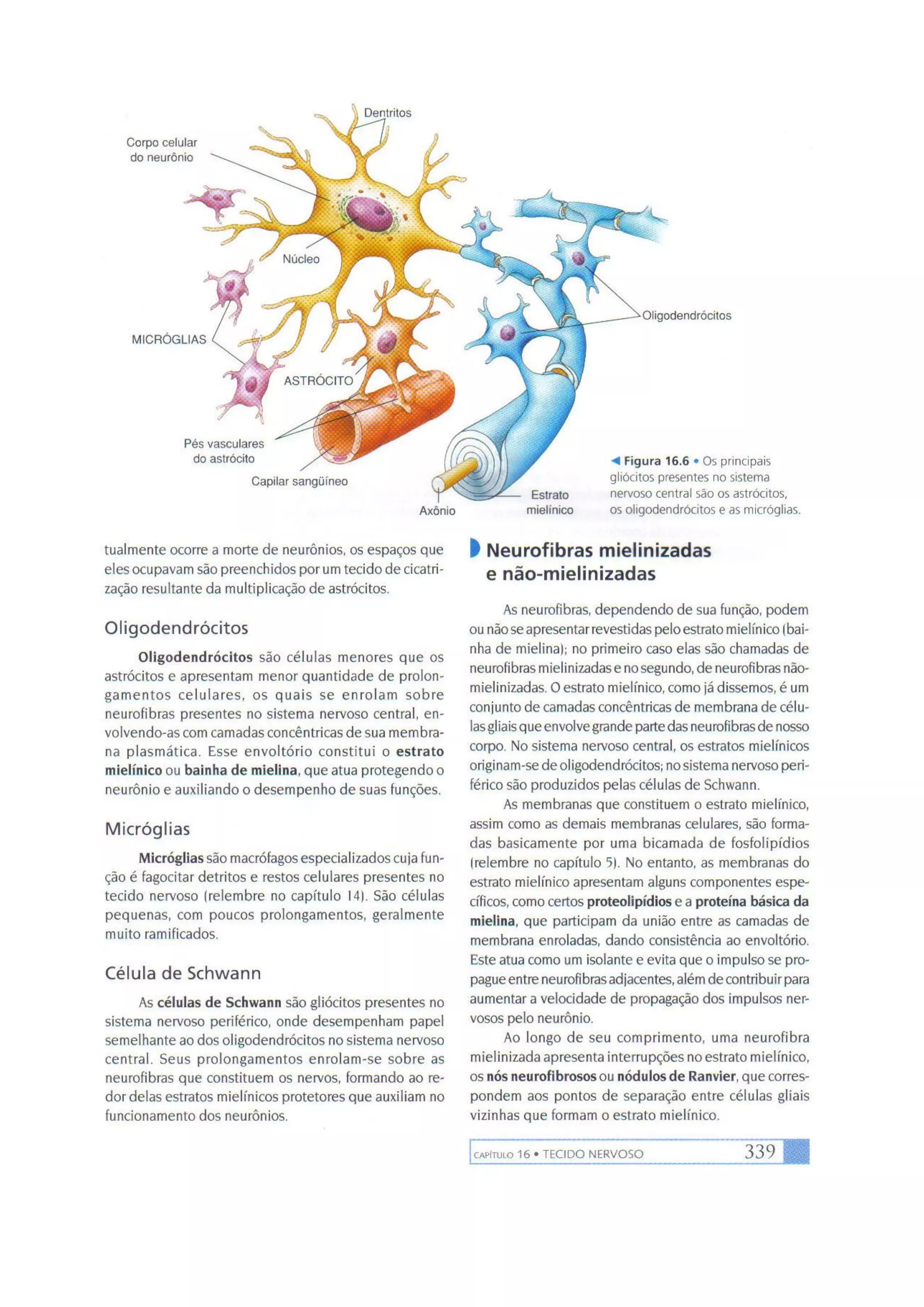 Biologia das células volume 1 (amabis e martho)