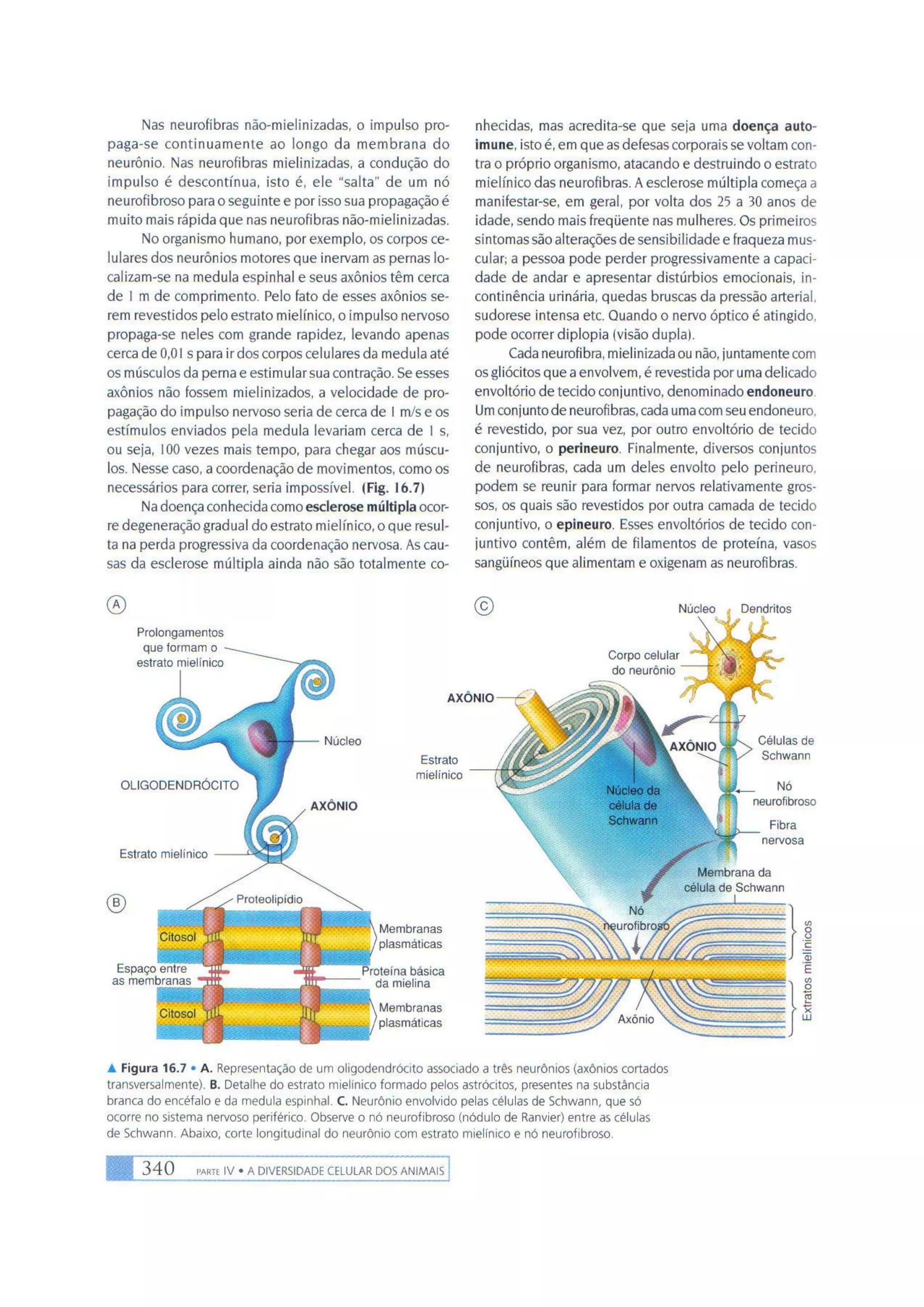 Biologia das células volume 1 (amabis e martho)