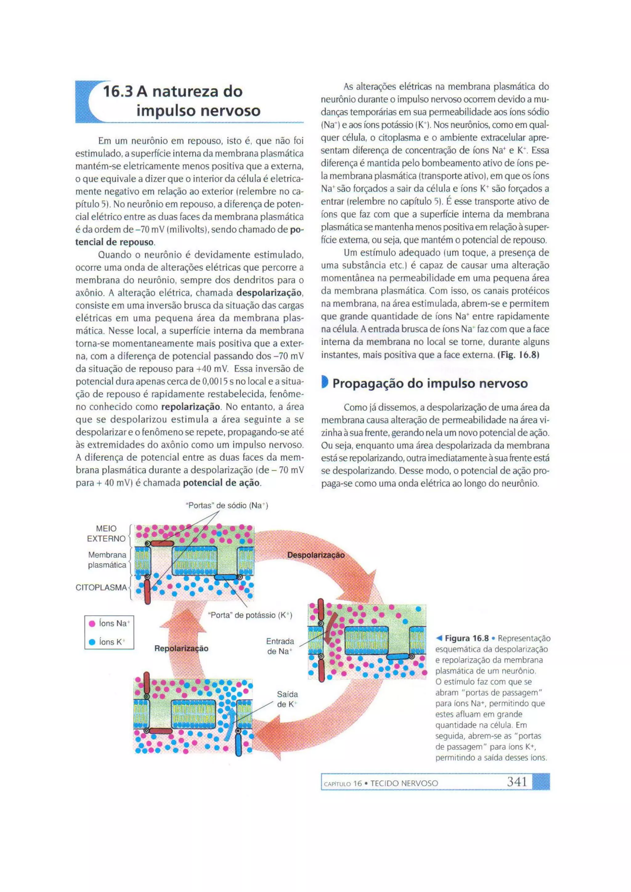 Biologia das células volume 1 (amabis e martho)