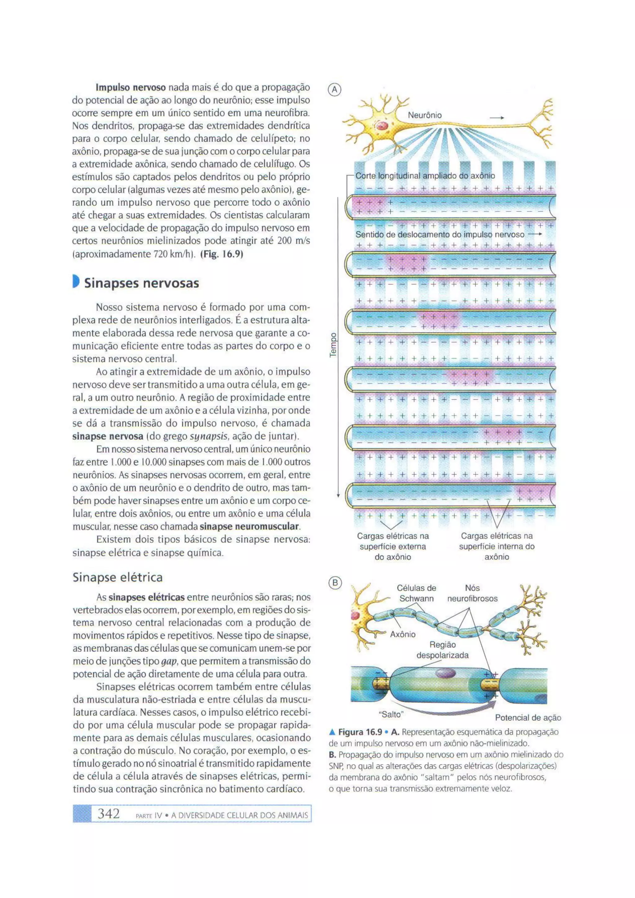 Biologia das células volume 1 (amabis e martho)
