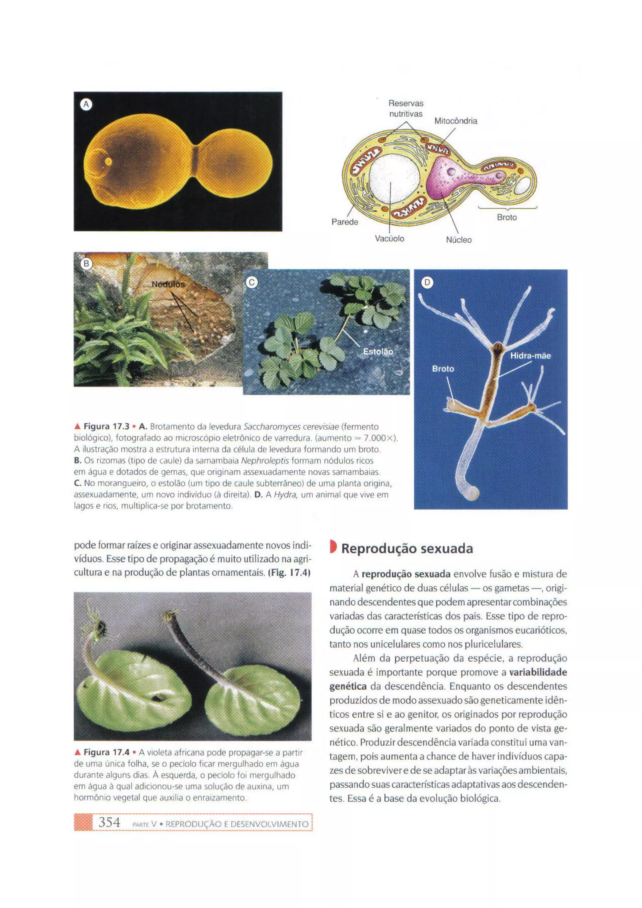 Biologia das células volume 1 (amabis e martho)
