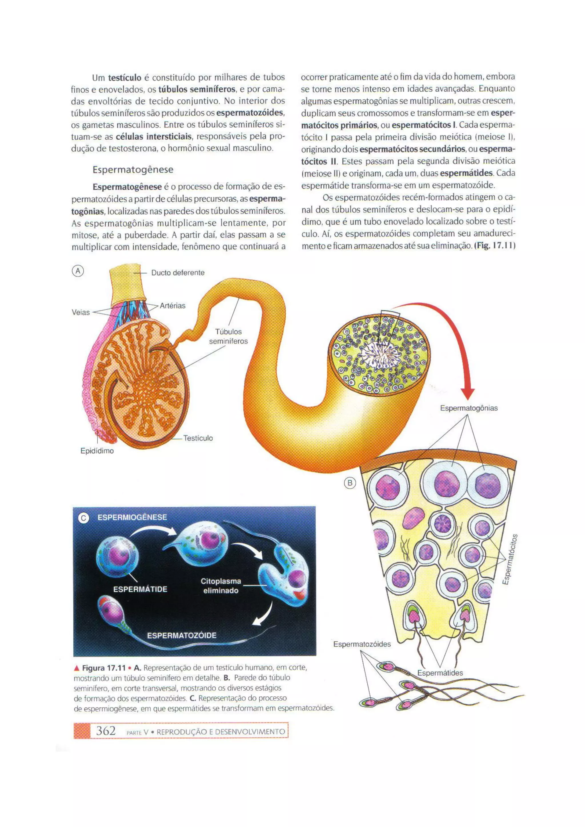 Biologia das células volume 1 (amabis e martho)