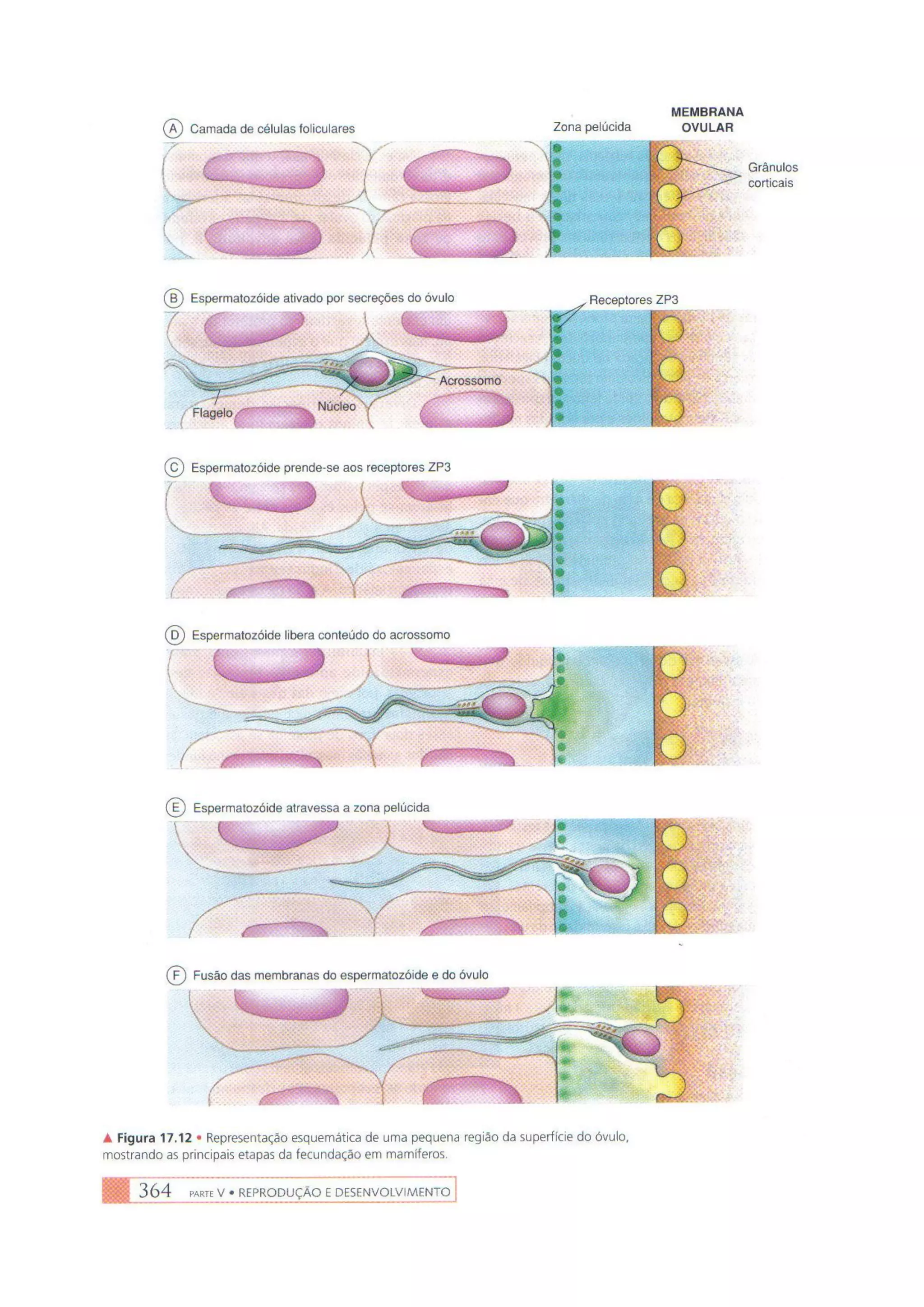 Biologia das células volume 1 (amabis e martho)