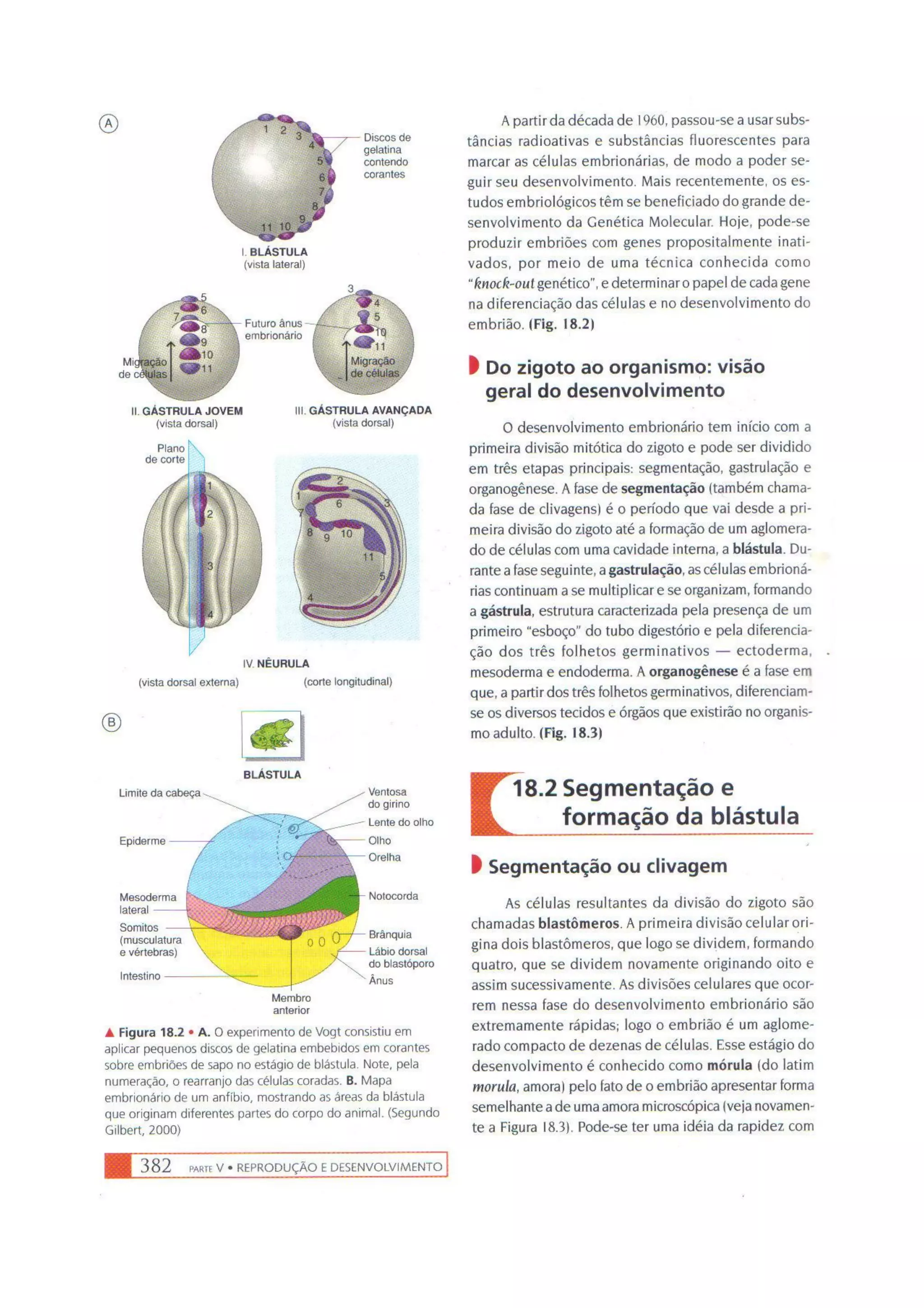 Biologia das células volume 1 (amabis e martho)