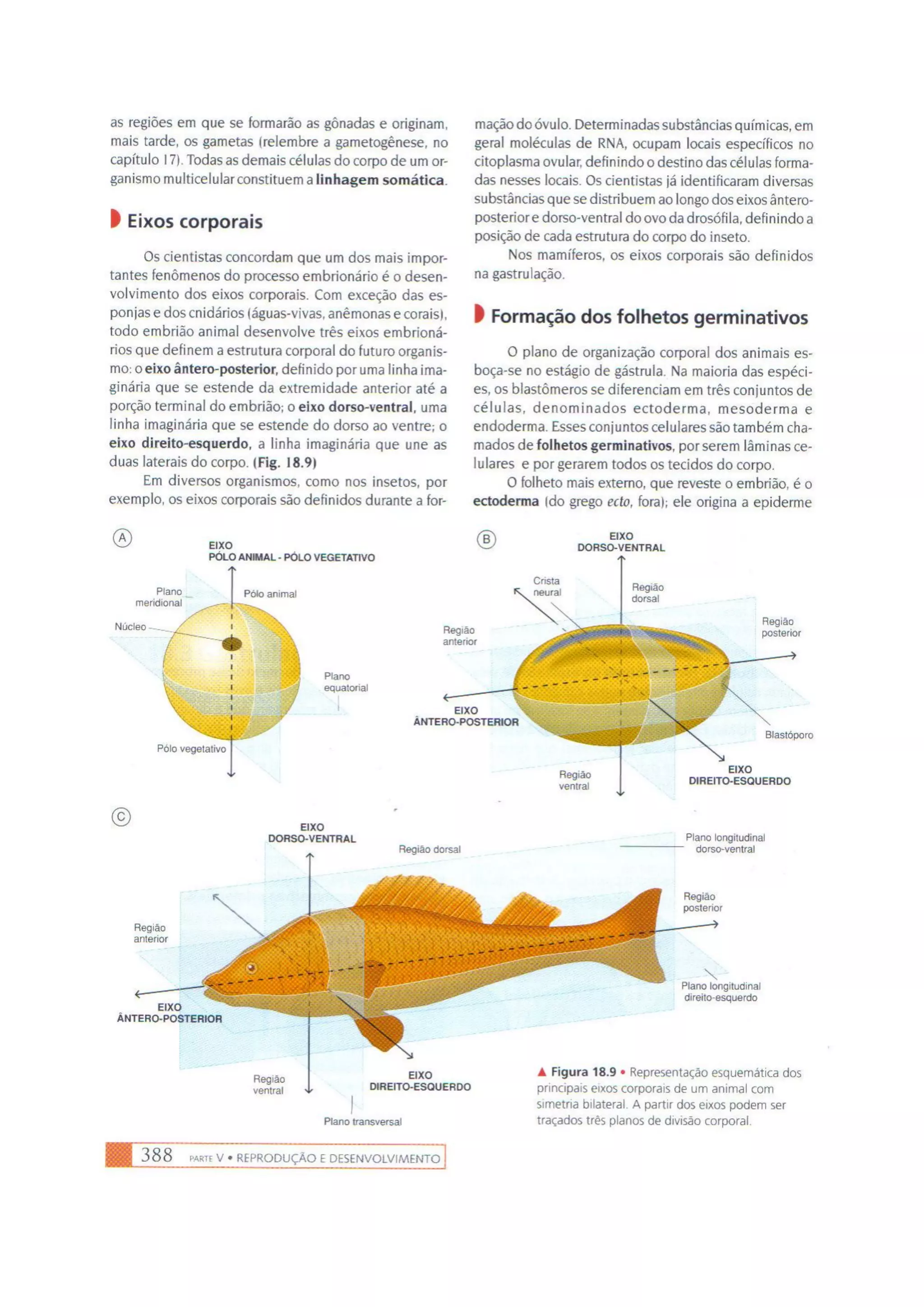 Biologia das células volume 1 (amabis e martho)