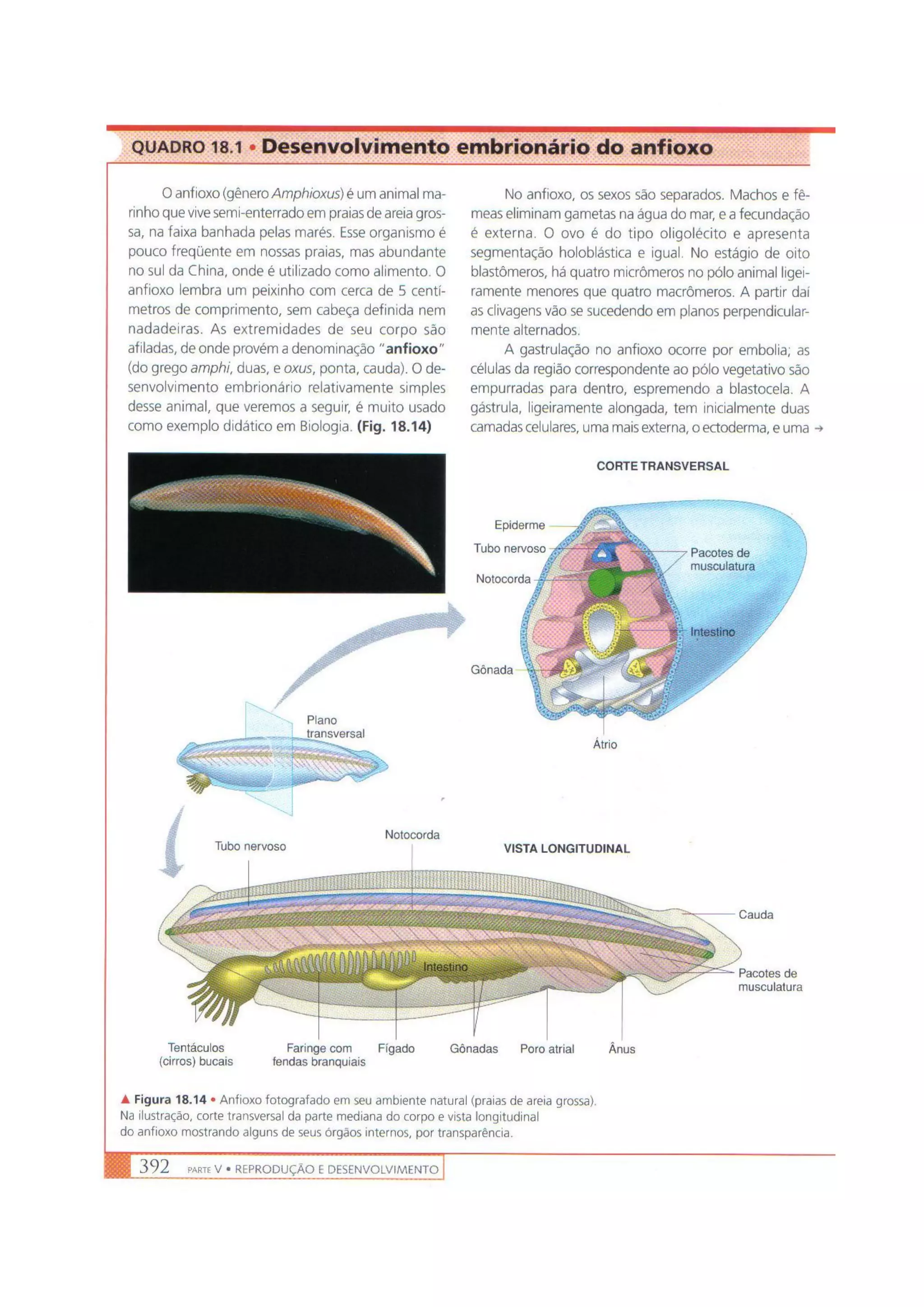 Biologia das células volume 1 (amabis e martho)