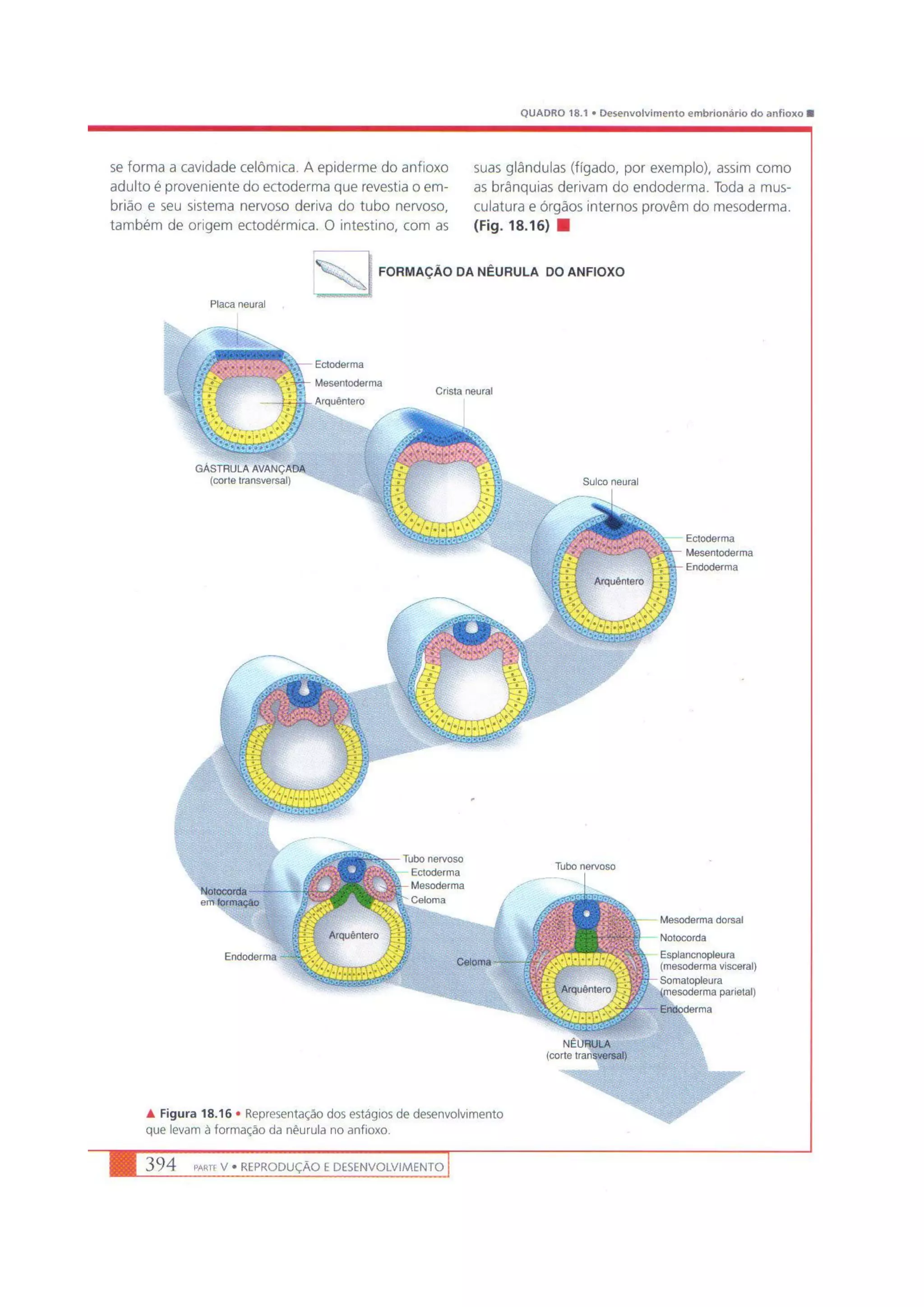 Biologia das células volume 1 (amabis e martho)