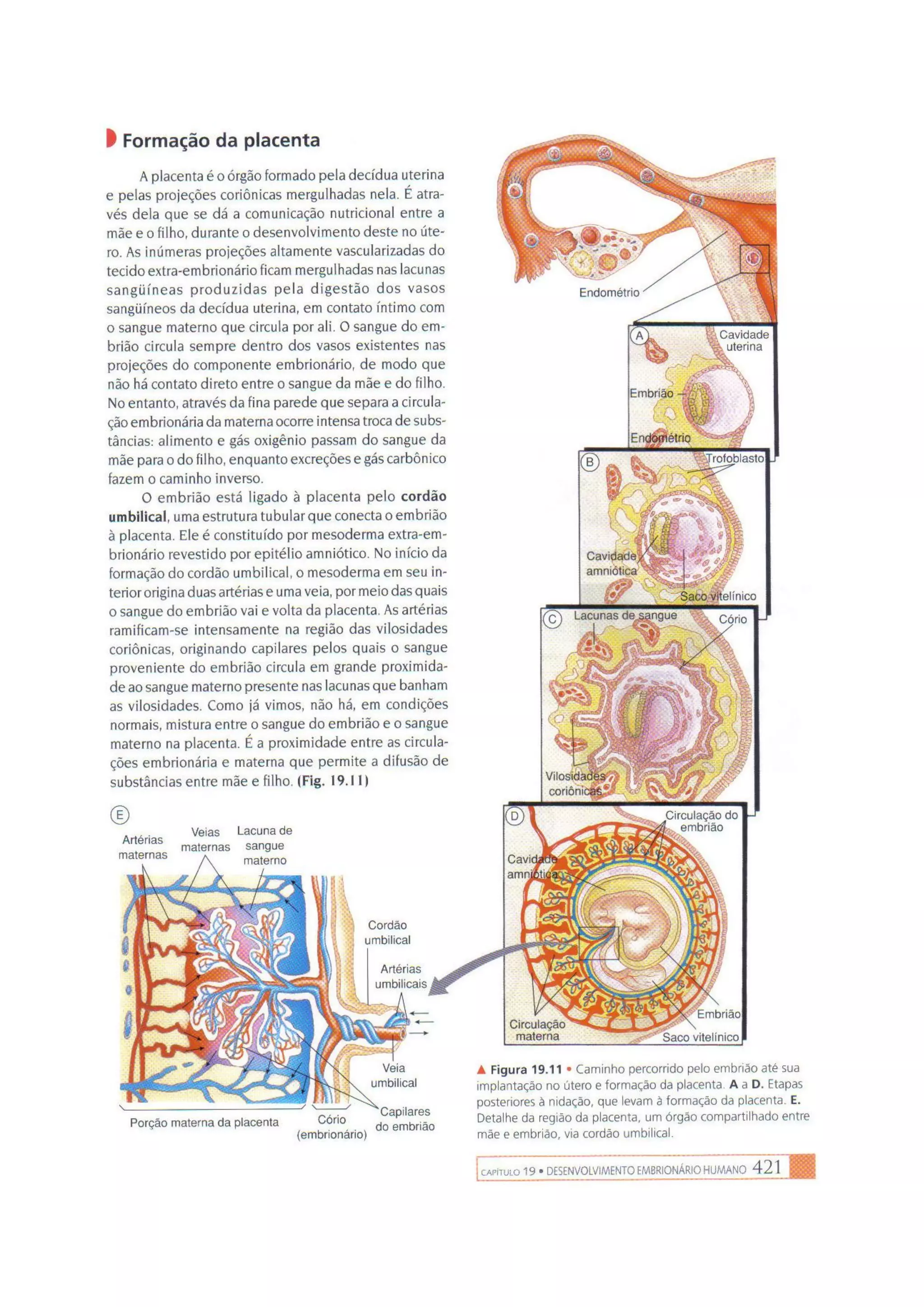 Biologia das células volume 1 (amabis e martho)