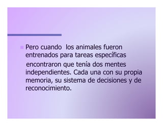 n  Pero

cuando los animales fueron
entrenados para tareas específicas
encontraron que tenía dos mentes
independientes. Cada una con su propia
memoria, su sistema de decisiones y de
reconocimiento.

 
