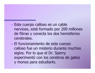 n  Este

cuerpo calloso es un cable
nervioso, está formado por 200 millones
de fibras y conecta los dos hemisferios
cerebrales.
n  El funcionamiento de este cuerpo
calloso fue un misterio durante muchos
siglos. Por lo que el Dr. Sperry
experimentó con los cerebros de gatos
y monos para estudiarlo.

 