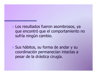n  Los

resultados fueron asombrosos, ya
que encontró que el comportamiento no
sufría ningún cambio.

n  Sus

hábitos, su forma de andar y su
coordinación permanecían intactas a
pesar de la drástica cirugía.

 