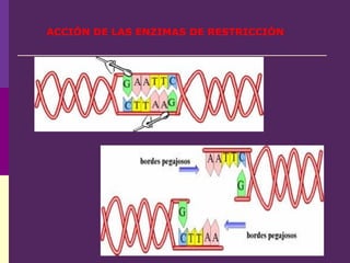 ACCIÓN DE LAS ENZIMAS DE RESTRICCIÓN
 