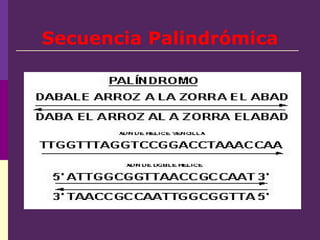 Secuencia Palindrómica
 