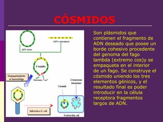 CÓSMIDOS
Son plásmidos que
contienen el fragmento de
ADN deseado que posee un
borde cohesivo procedente
del genoma del fago
lambda (extremo cos)y se
empaqueta en el interior
de un fago. Se construye el
cósmido uniendo los tres
elementos génicos, y el
resultado final es poder
introducir en la célula
receptora fragmentos
largos de ADN.
 