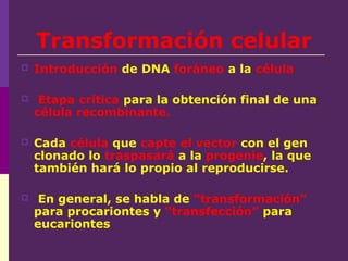 Transformación celular
 Introducción de DNA foráneo a la célula
 Etapa crítica para la obtención final de una
célula recombinante.
 Cada célula que capte el vector con el gen
clonado lo traspasará a la progenie, la que
también hará lo propio al reproducirse.
 En general, se habla de “transformación”
para procariontes y “transfección” para
eucariontes
 
