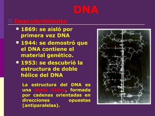 DNA
 Descubrimiento
 1869: se aisló por
primera vez DNA
 1944: se demostró que
el DNA contiene el
material genético.
 1953: se descubrió la
estructura de doble
hélice del DNA
 La estructura del DNA es
una doble hélice, formada
por cadenas orientadas en
direcciones opuestas
(antiparalelas).
 