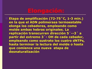 Elongación:
 Etapa de amplificación (72-75˚C, 1-3 min.)
en la que el ADN polimerasa termoestable
elonga los cebadores, empleando como
molde ambas hebras originales. La
replicación transcurren dirección 5`--3´ a
partir del extremo 3´- OH de cada cebador,
empleando como sustrato los cuatro dNTPs,
hasta terminar la lectura del molde o hasta
que comience una nueva etapa de
desnaturalización
 