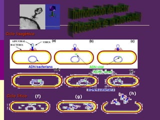 (f)
(h)
(g)Ciclo líticoCiclo lítico
Ciclo lisogénicoCiclo lisogénico
 