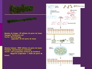 Genoma de hongos: 44 millones de pares de bases
Huesped: Escherichia coli
Vector: Bacteriófagos
capacidad: 20 mil pares de bases
Genoma humano: 3000 millones de pares de bases
Huesped: Saccharomyces cerevisiae
Vector: YAC (cromosoma artificial de levadura)
MegaYAC (capacidad: 1 millón de pares de
bases)
 