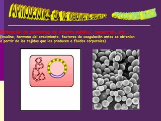 Obtención de proteínas de interés médico, comercial, etc...
(insulina, hormona del crecimiento, factores de coagulación antes se obtenían
a partir de los tejidos que las producen o fluidos corporales)
 