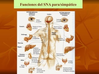 Funciones del SNA para/simpático
 