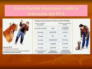 La excitación emocional conlleva
activación del SNA
 