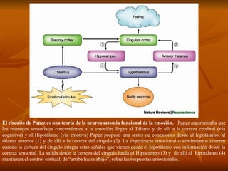 El circuito de Papez es una teoría de la neuroanatomía funcional de la emoción. Papez argumentaba que
los mensajes sensoriales concernientes a la emoción llegan al Tálamo y de allí a la corteza cerebral (vía
cognitiva) y al Hipotálamo (vía emotiva) Papez propuso una series de conexiones desde el hipotálamo, al
tálamo anterior (1) y de allí a la corteza del cíngulo (2). La experiencia emocional o sentimientos ocurren
cuando la corteza del cíngulo integra estas señales que vienen desde el hipotálamo con información desde la
corteza sensorial. La salida desde la corteza del cíngulo hacia el Hipocampo (3) y de allí al hipotálamo (4)
mantienen el control cortical, de “arriba hacia abajo”, sobre las respuestas emocionales.
 