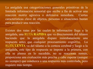 La amígdala usa categorizaciones generales primitivas de la
limitada información sensorial que recibe a fin de activar una
reacción motriz agresiva o defensiva inmediata. Ciertas
características clave de objetos, personas o situaciones bastan
para producir una reacción.
Existen dos rutas por las cuales la información llega a la
amígdala, una RUTA RÁPIDA que va directamente del tálamo
haciendo que la amígdala dispare inmediatamente una
respuesta antes que cualquier procesamiento cognitivo. La
RUTA LENTA va del tálamo a la corteza cerebral y luego a la
amígdala, este tipo de respuesta se impone a la primera, con
ella se piensa en lo sucedido, no se reacciona nomás,
proporciona una evaluación más precisa y cabe esperar (aunque
no siempre) que conduzca a una respuesta más controlada, pero
requiere más tiempo.
 