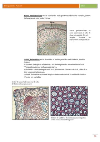 Biologia de las plantas | PDF