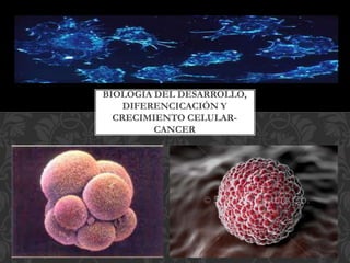 BIOLOGIA DEL DESARROLLO,
DIFERENCICACIÓN Y
CRECIMIENTO CELULAR-
CANCER
 