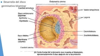  Desarrollo del disco
germinativo bilaminar
 