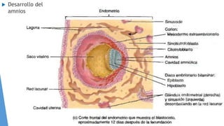  Desarrollo del
amnios
 