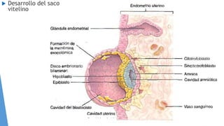  Desarrollo del saco
vitelino
 