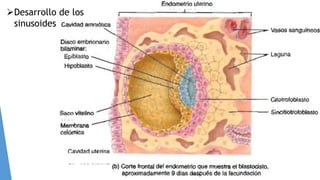 Desarrollo de los
sinusoides
 