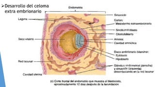 Desarrollo del celoma
extra embrionario
 