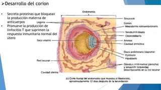 Desarrollo del corion
• Secreta proteínas que bloquean
la producción materna de
anticuerpos
• Promueve la producción de
linfocitos T que suprimen la
respuesta inmunitaria normal del
útero
 