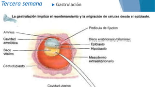 Tercera semana  Gastrulación
 