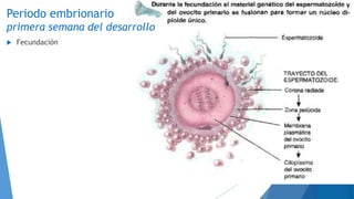 Periodo embrionario
primera semana del desarrollo
 Fecundación
 