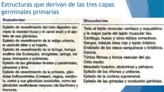Estructuras que derivan de las tres capas
germinales primarias
 