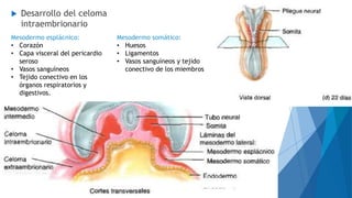  Desarrollo del celoma
intraembrionario
Mesodermo esplácnico:
• Corazón
• Capa visceral del pericardio
seroso
• Vasos sanguíneos
• Tejido conectivo en los
órganos respiratorios y
digestivos.
Mesodermo somático:
• Huesos
• Ligamentos
• Vasos sanguíneos y tejido
conectivo de los miembros
 