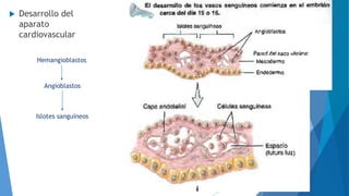  Desarrollo del
aparato
cardiovascular
Hemangioblastos
Angioblastos
Islotes sanguíneos
 